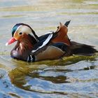 canard mandarin