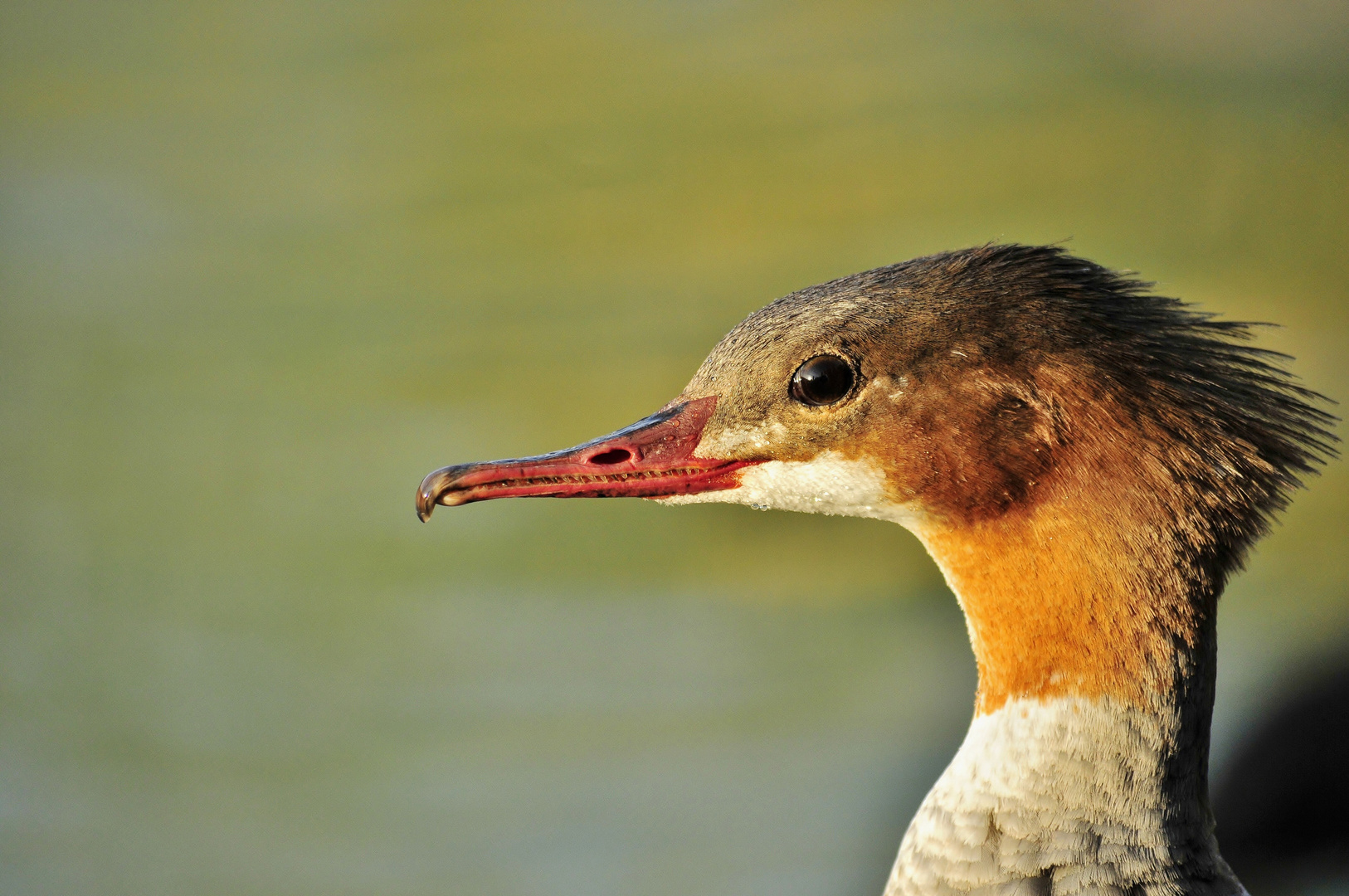 Canard Mergus Merganser