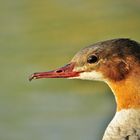 Canard Mergus Merganser