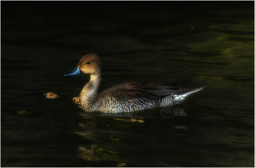 Canard Pilet