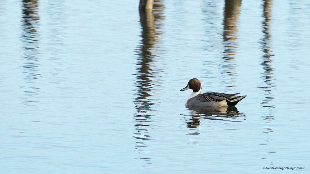 Canard Pillet