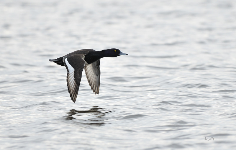 Canard plongeur Morillon. Il s'agit du mâle