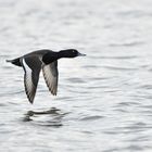 Canard plongeur Morillon. Il s'agit du mâle