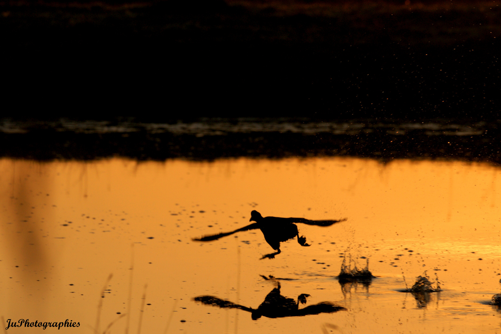 canard prenant son envole