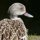 Canard pris en photo au parc de Beauval ...