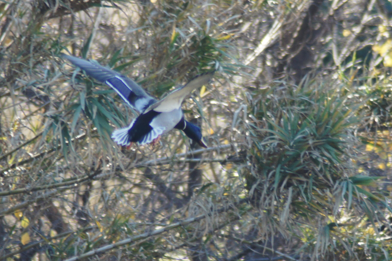 Canard sauvage