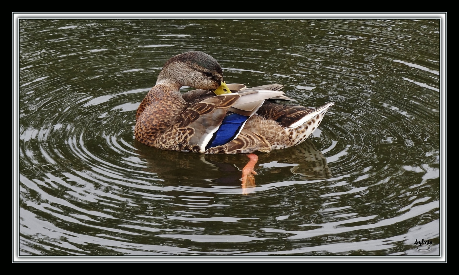 Canard sauvage à Val Bélair