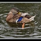 Canard sauvage à Val Bélair