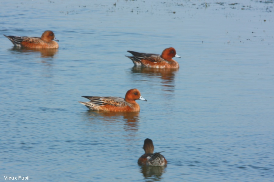 Canard siffleur.