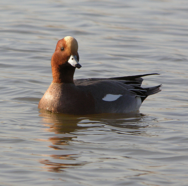 canard Siffleur