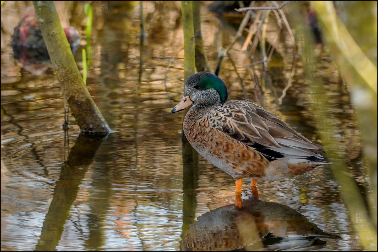 Canard siffleur d'Amerique(Merci Elise pour le nom!)