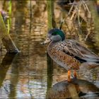 Canard siffleur d'Amerique(Merci Elise pour le nom!)