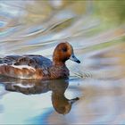 Canard siffleur femelle