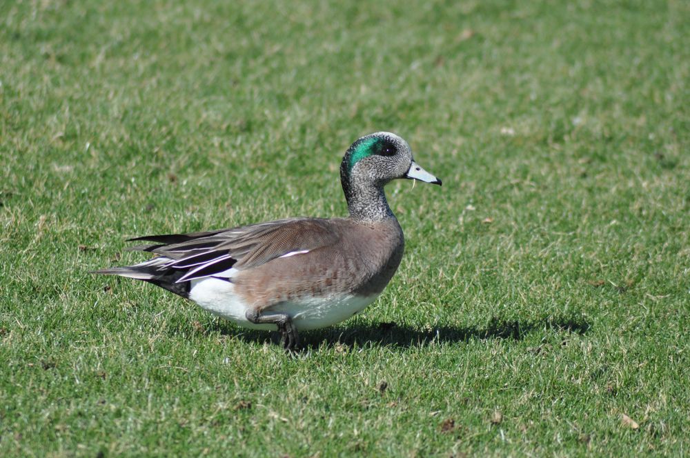 canard siffleur mâle