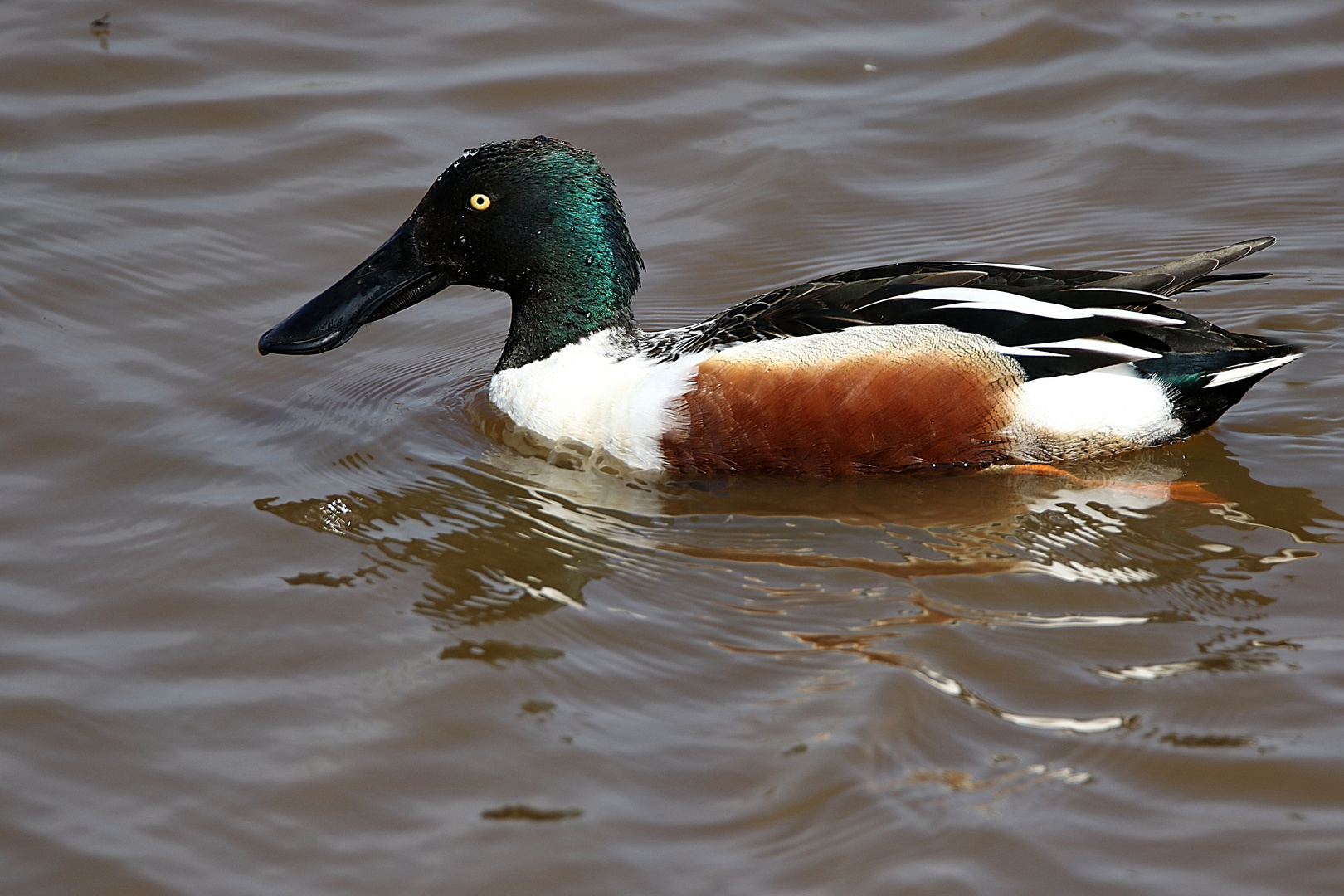 canard souchet !