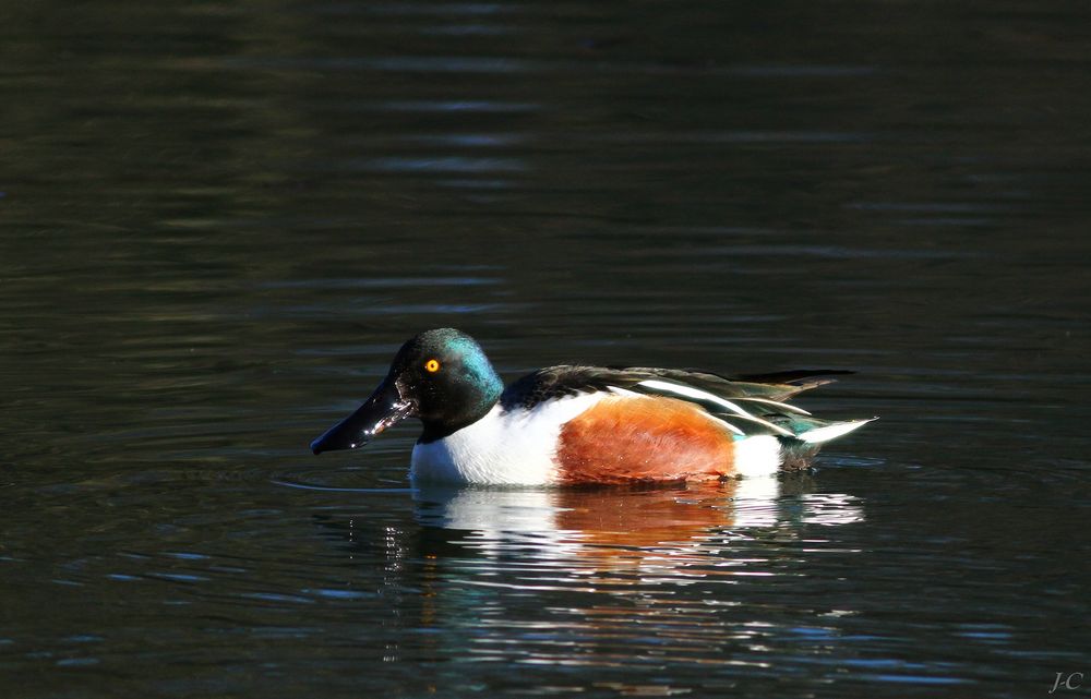 " Canard souchet "