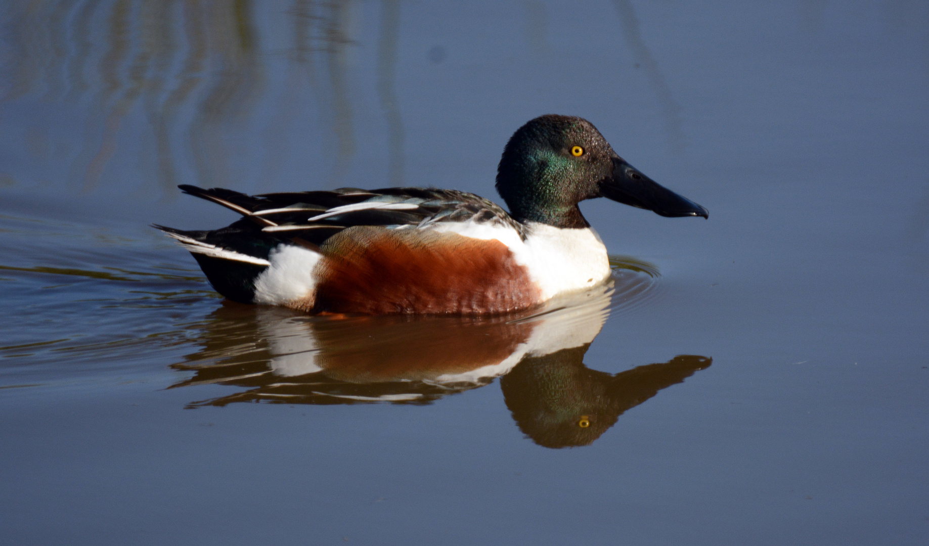 Canard Souchet 