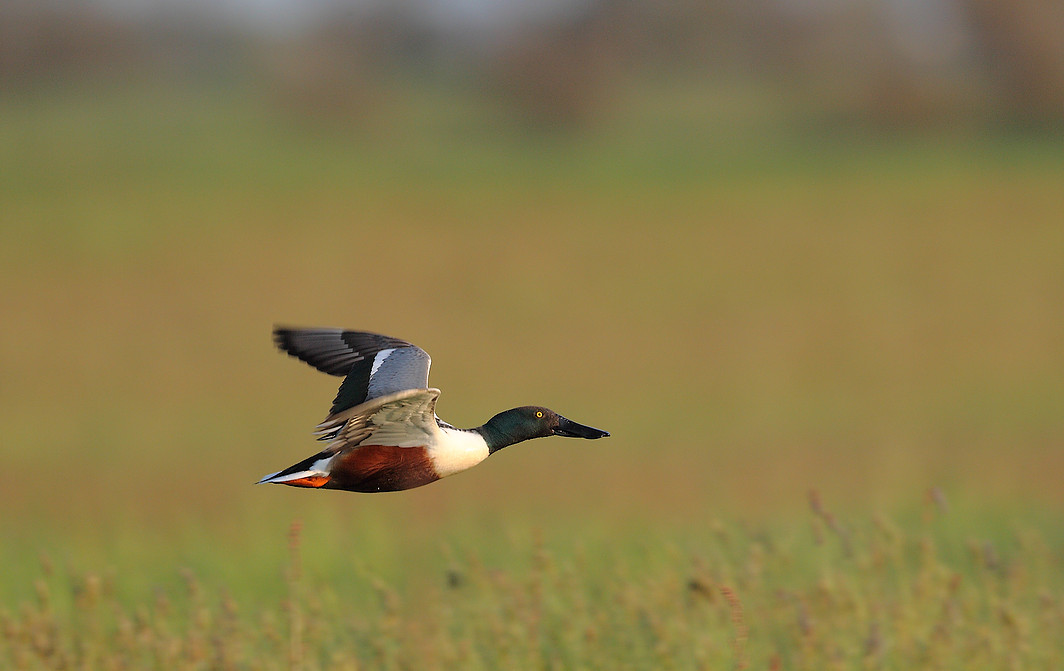 CANARD SOUCHET A L ENVOL