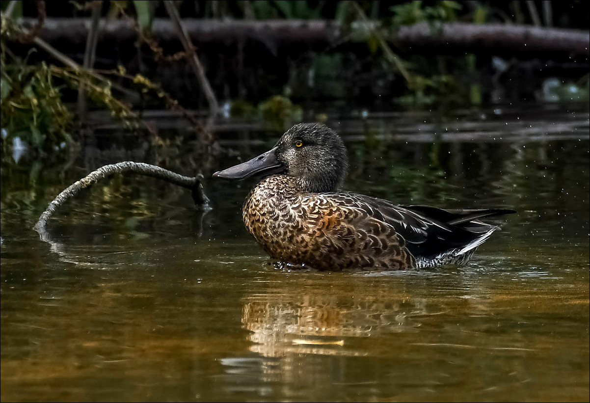 Canard Souchet