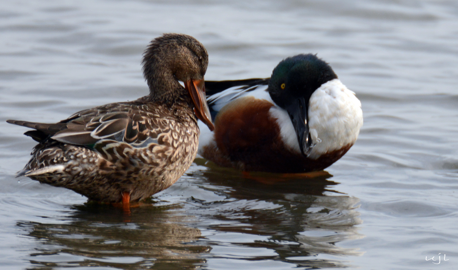 Canard Souchet.couple