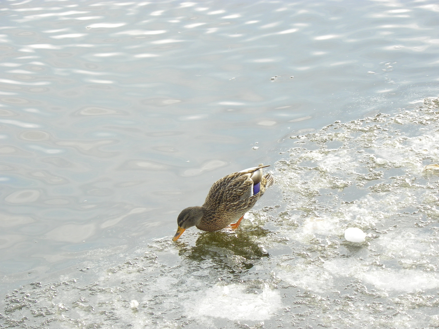 Canard sur lac :-)