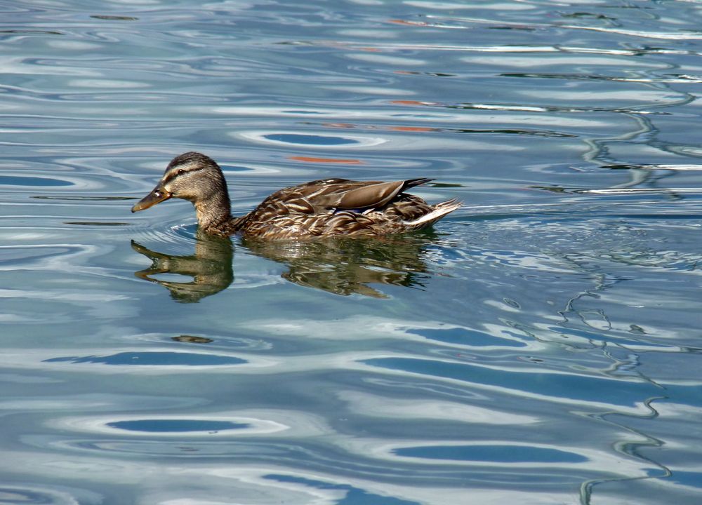 Canard sur le Lac Leman