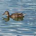 Canard sur le Lac Leman