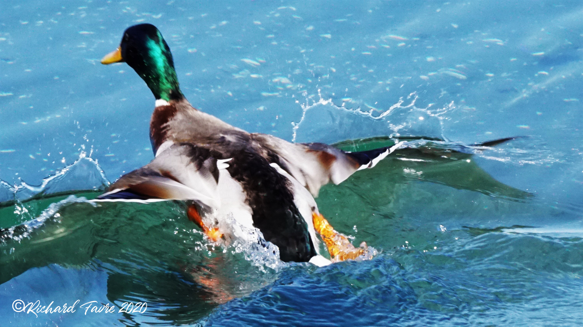 Canard vole