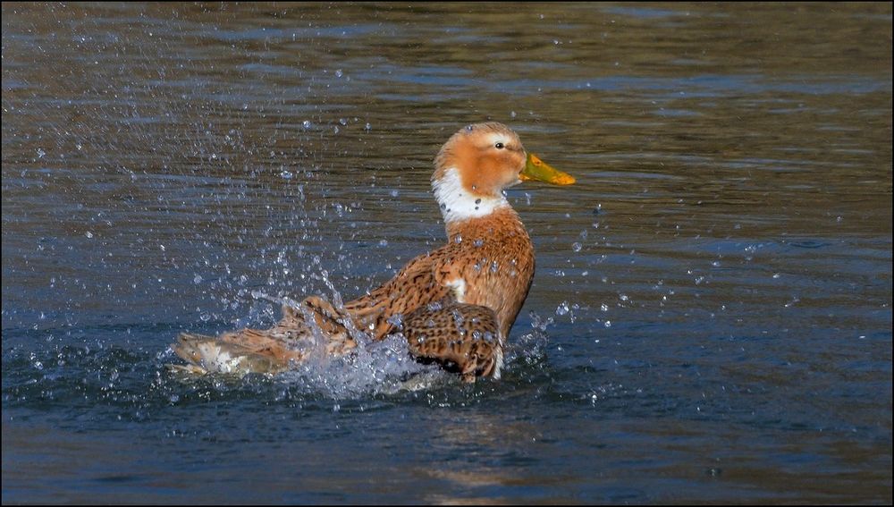 Canard,jeu de baignade