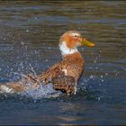 Canard,jeu de baignade