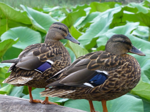 Canards