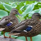 Canards