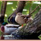 Canards