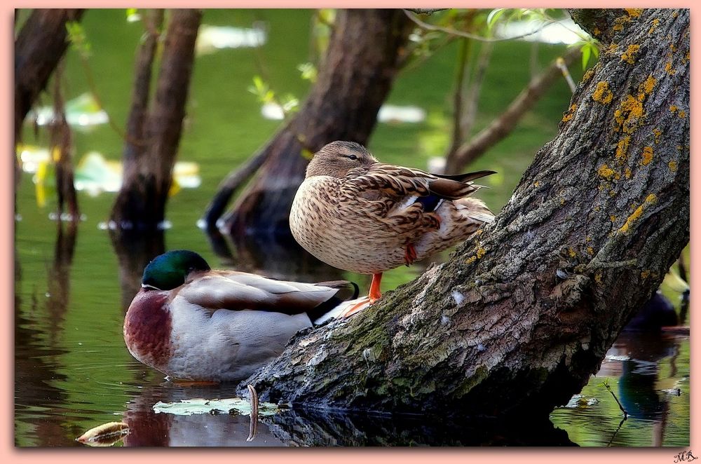 Canards