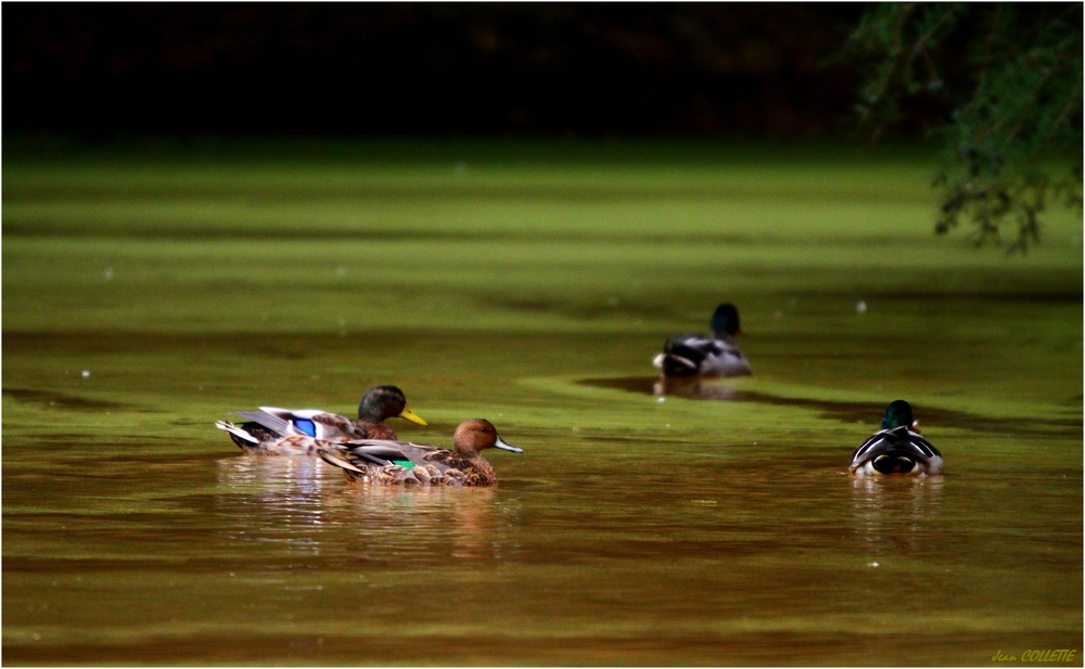 Canards.