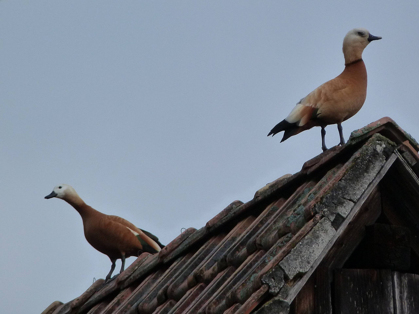 canards