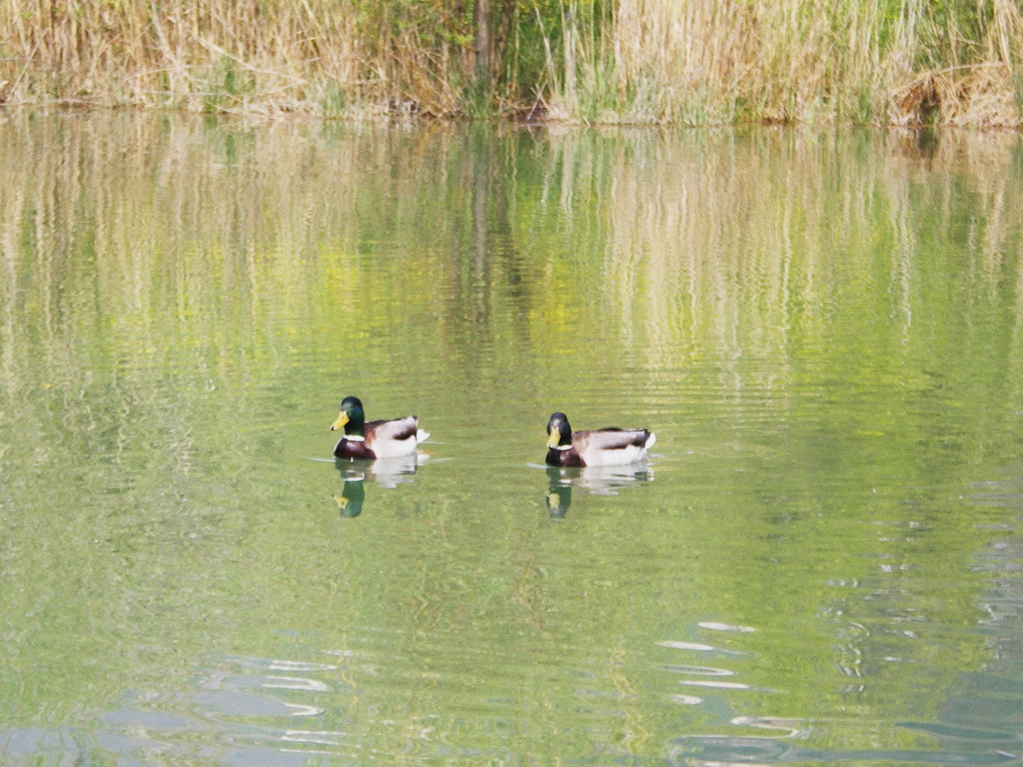 Canards