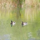 Canards