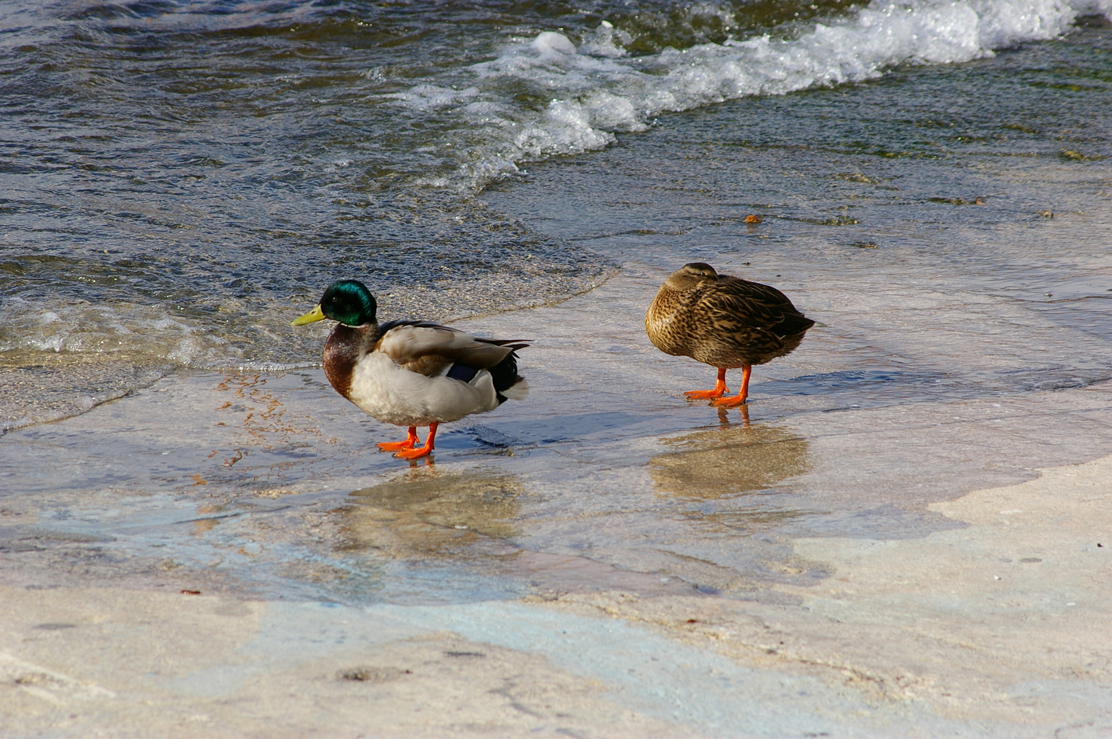 Canards