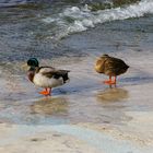 Canards