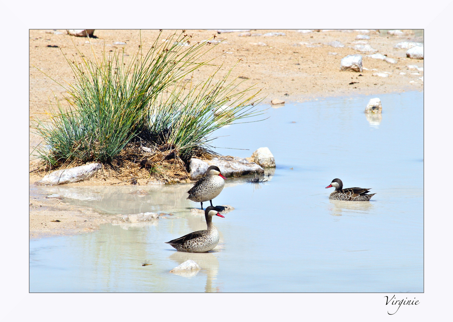 Canards a bec rouge . Namibie