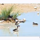 Canards a bec rouge . Namibie