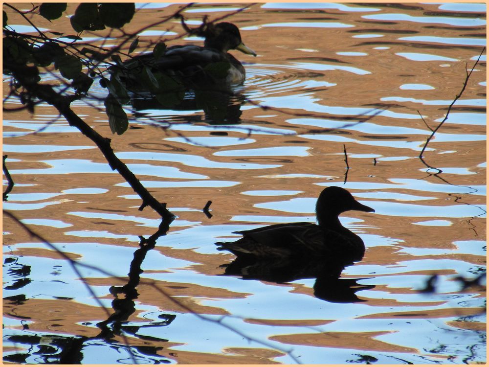 ..Canards a contre-jour..