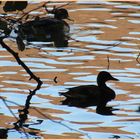 ..Canards a contre-jour..