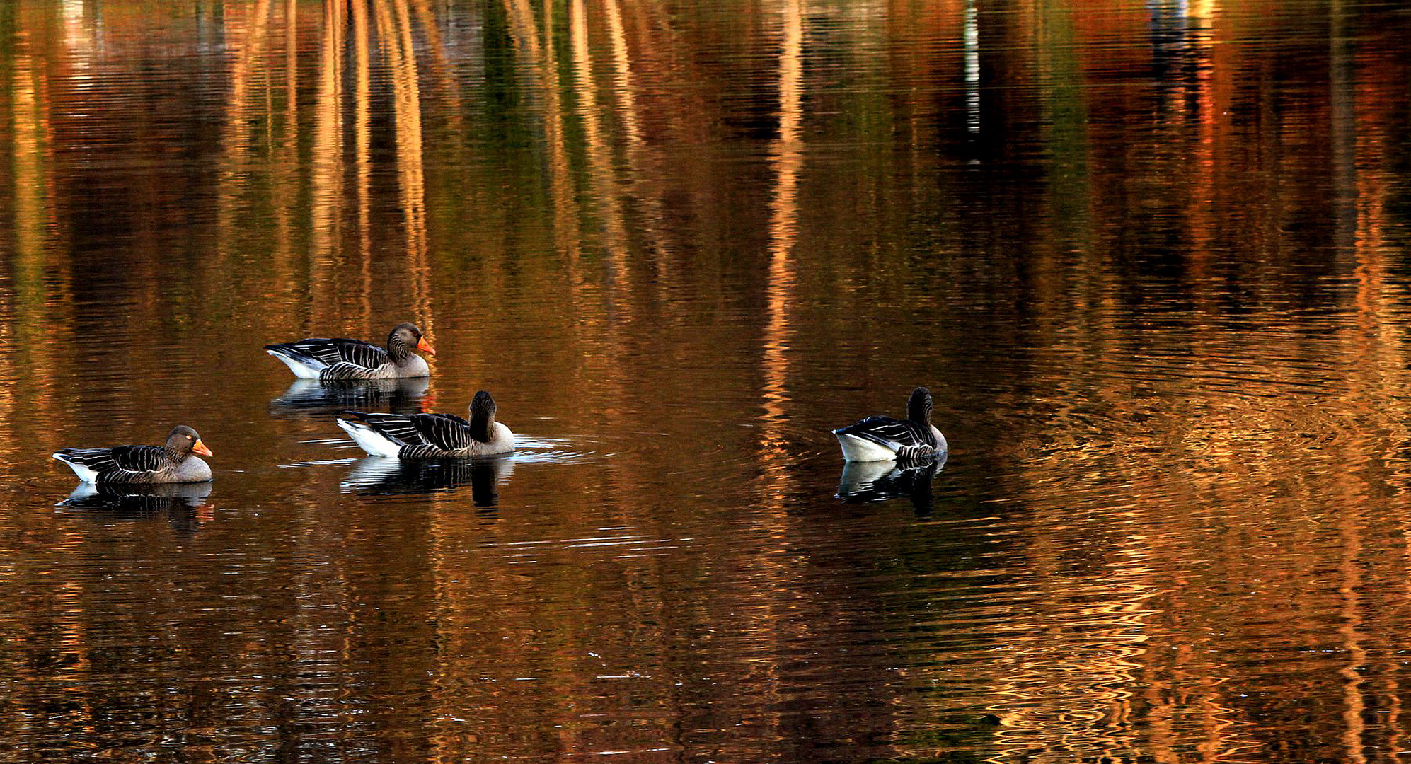 Canards à L ' Orange..