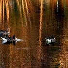 Canards à L ' Orange..