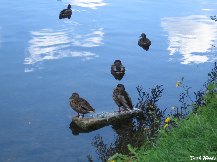 Canards