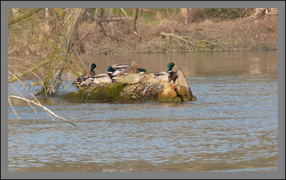 canards