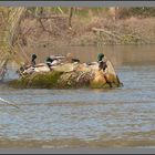 canards