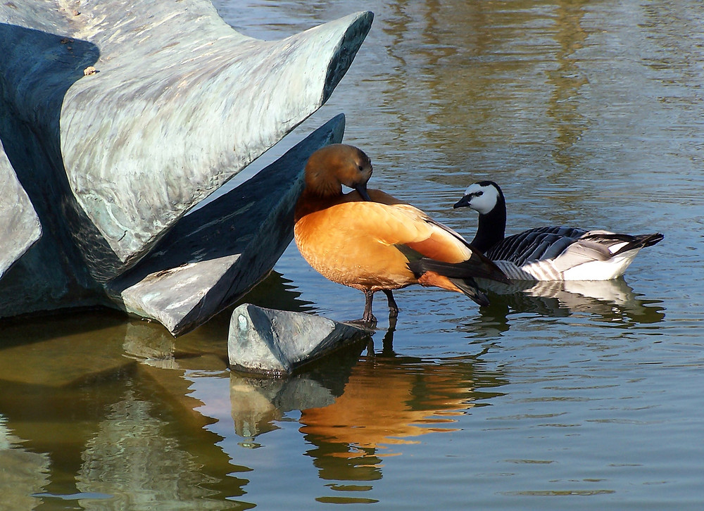 Canards aux belles couleurs